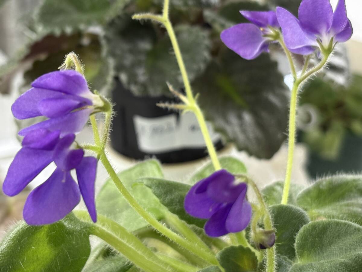 セントポーリア／　　　モーガンズフェッシバル　苗苗_画像2