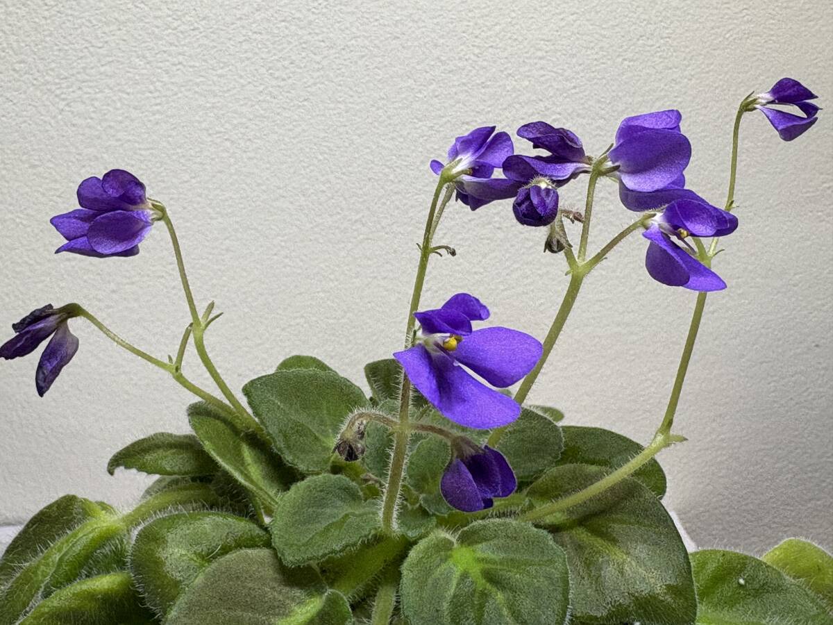 セントポーリア／　　　モーガンズフェッシバル　苗苗_画像1