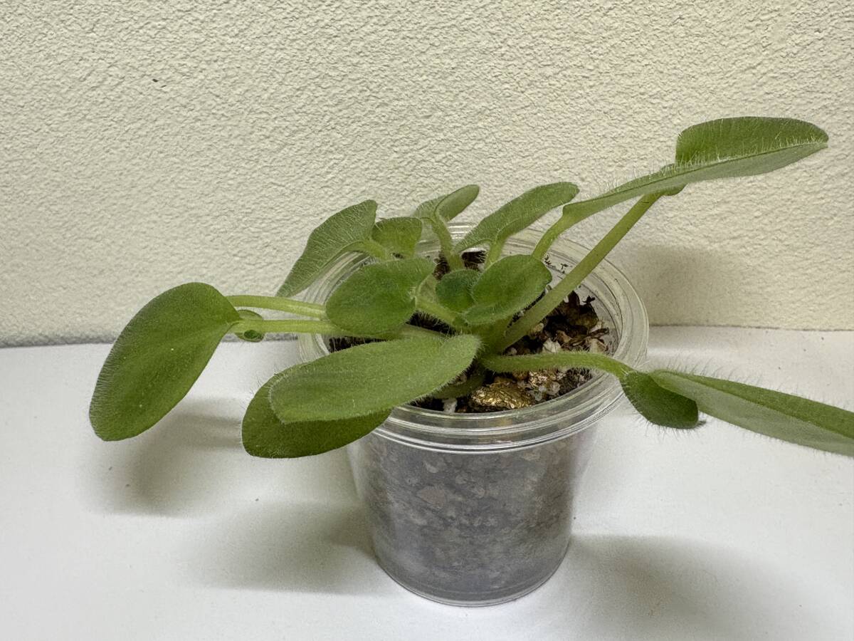 セントポーリア／　　　モーガンズフェッシバル　苗苗_画像3