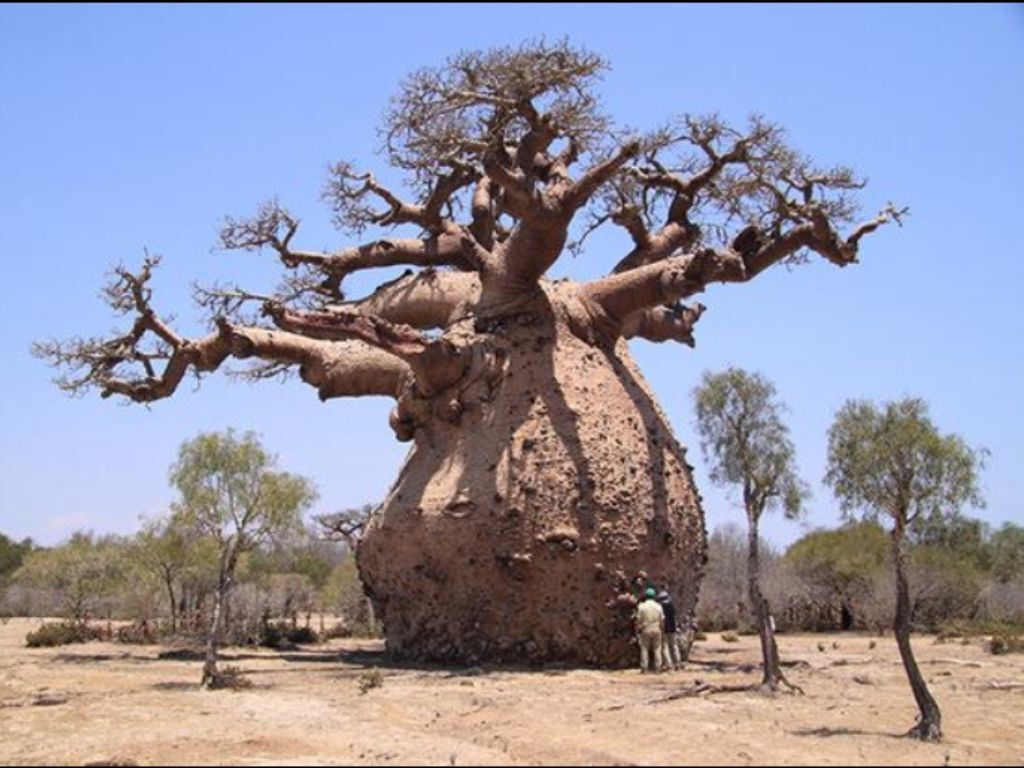 本物！新入荷■オーストラリア超寸胴極太バオバブ グレゴリー 種子 5粒 Adansonia gregorii 盆栽 θ **ц** ⑮の画像3