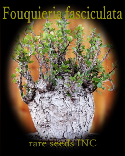 ■新入荷！■フォークイエリア ファシクラータ 種子5粒 Fouquieria fasciculata θ **ц** ⑤の画像2