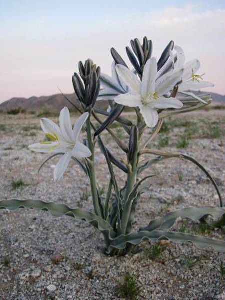 激レア！魅惑！砂漠のユリ Hesperocallis undulate 種子5粒+説明ラベル付き γ **ц** θ  ⑧の画像2