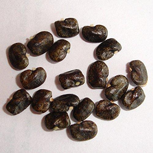 激レア！ 八重咲の白蝶！ ダブルレイヤーホワイトバタフライピー 種子 ５粒 +発芽説明ラベル  γ **ц** ⑧の画像2