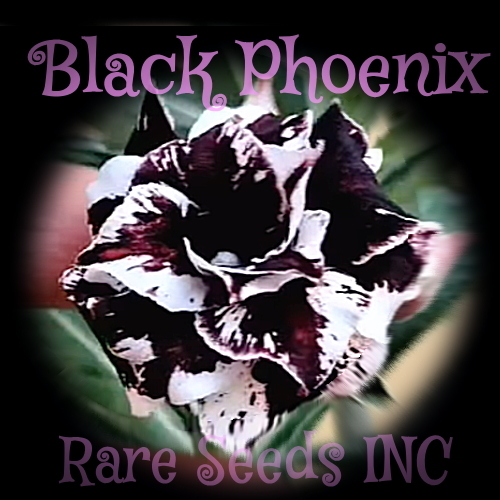 新着激レア！■究極の漆黒フロースト■アデニウム ブラックフェニックス 種子 5粒 γ **ц** ②の画像1