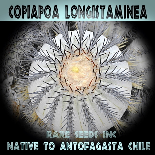 ■新着激レア！鬼神竜 カレタ エスメラルダ産種子５粒 Copiapoa longistaminea C’Esmeralda JN2471 サボテン θ **ц** п ④の画像1