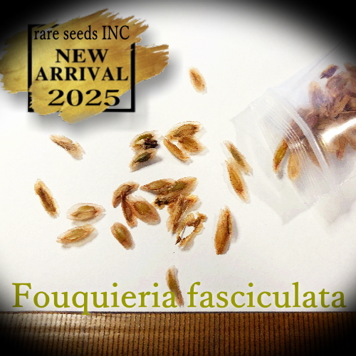 ■新入荷！50粒！■フォークイエリア ファシクラータ 種子50粒 Fouquieria fasciculata θ **ц** ⑤の画像2