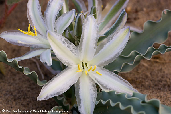 激レア！魅惑！砂漠のユリ Hesperocallis undulate 種子5粒+説明ラベル付き γ **ц** θ  ⑧の画像5