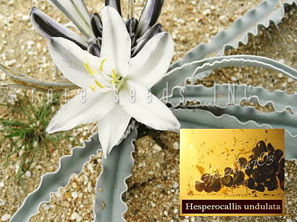 激レア！魅惑！砂漠のユリ Hesperocallis undulate 種子5粒+説明ラベル付き γ **ц** θ  ⑧の画像1
