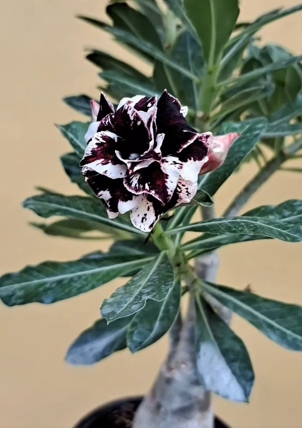 新着激レア！■究極の漆黒フロースト■アデニウム ブラックフェニックス 種子 5粒 γ **ц** ②の画像2