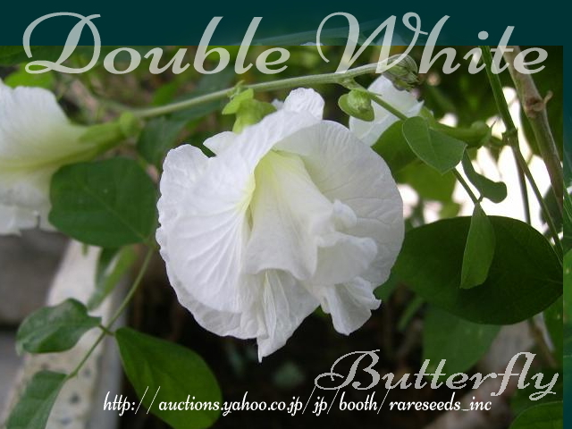 激レア！ 八重咲の白蝶！ ダブルレイヤーホワイトバタフライピー 種子 ５粒 +発芽説明ラベル  γ **ц** ⑧の画像1