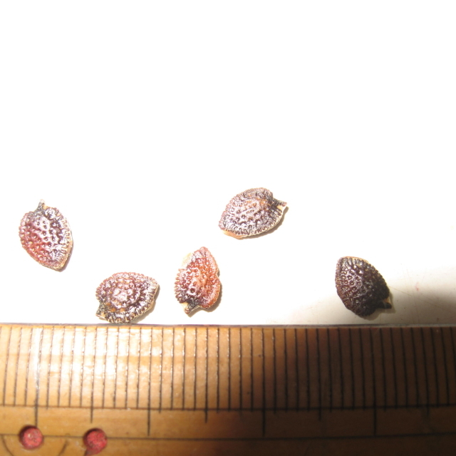 激レア■パッション史上最高の美味芳醇！パーフェクト パッションフルーツ ポペノヴィ 種子5粒 ф **ц** ⑬の画像2