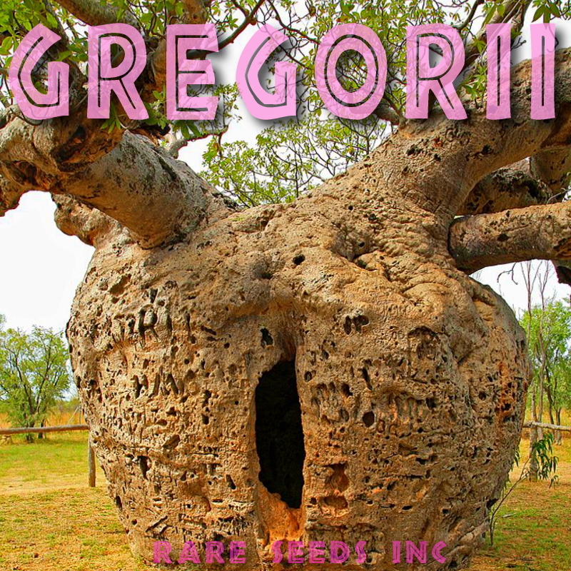 本物！新入荷■オーストラリア超寸胴極太バオバブ グレゴリー 種子 5粒 Adansonia gregorii 盆栽 θ **ц** ⑮の画像1