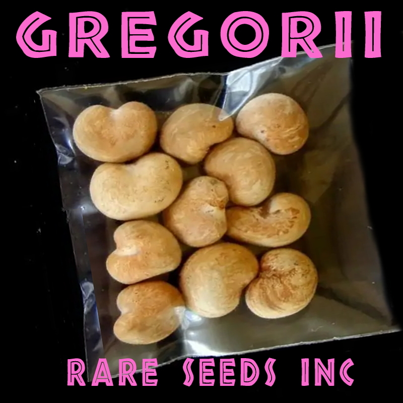 本物！新入荷■オーストラリア超寸胴極太バオバブ グレゴリー 種子 5粒 Adansonia gregorii 盆栽 θ **ц** ⑮の画像2