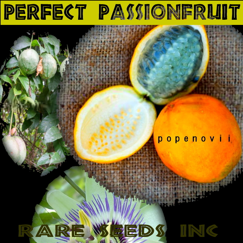 激レア■パッション史上最高の美味芳醇！パーフェクト パッションフルーツ ポペノヴィ 種子5粒 ф **ц** ⑬の画像1