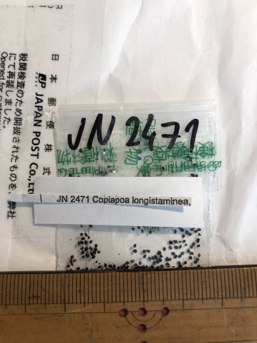 ■新着激レア！鬼神竜 カレタ エスメラルダ産種子５粒 Copiapoa longistaminea C’Esmeralda JN2471 サボテン θ **ц** п ④の画像4