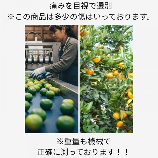 有田みかん YN26 極早生 ゆら早生 2㎏送料別 蜜柑 減農(nóng)薬 産地直送 高糖度 朝採(cǎi)れ直送 和歌山産 農(nóng)家直送 採(cǎi)れたて秋の味覚 希少10