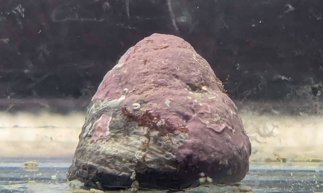 シッタカ貝10匹　海水魚　アクアリウム　苔取り　コケ取り　シッタカ　海水　水槽　 コケ取り貝　_画像2