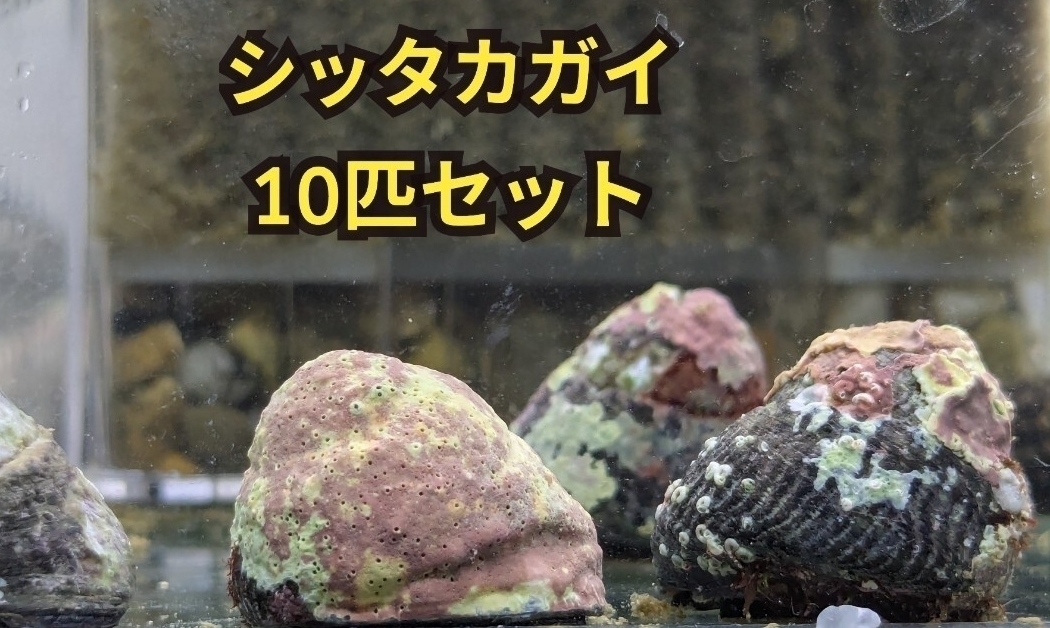シッタカ貝10匹　海水魚　アクアリウム　苔取り　コケ取り　シッタカ　海水　水槽　 コケ取り貝　_画像1