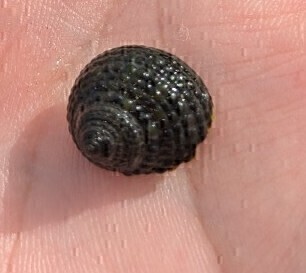 ※ゆうパック発送 !イシダタミ　30匹＋α　石畳　苔取り　アクアリウム　水槽　コケ取り　海水魚　海水　シッタカ　シッタカ貝　_画像2