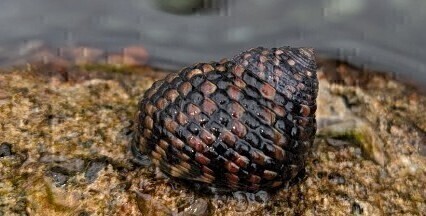 ※ゆうパック発送 !イシダタミ　30匹＋α　石畳　苔取り　アクアリウム　水槽　コケ取り　海水魚　海水　シッタカ　シッタカ貝　_画像1