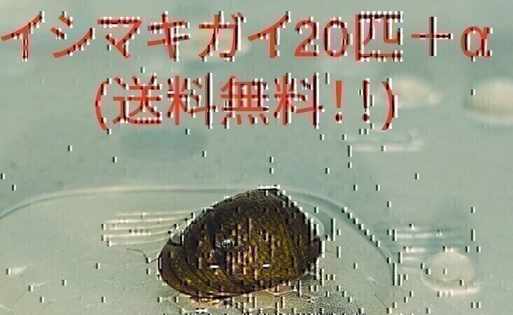  石巻貝 20匹＋α イシマキガイ 金魚 メダカ アクアリウム_画像1