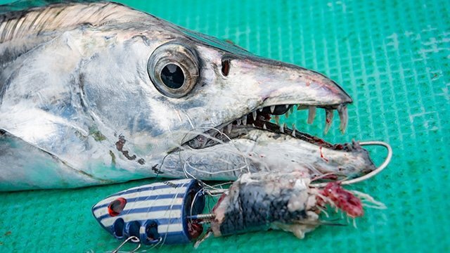 ■999円~【ヤマシタ 猛追太刀魚テンヤ船 鰯タイプ サーベルピンクグローゼブラ】40号 送料激安200円 入手困難な2020年限定カラー!ラス1_画像5