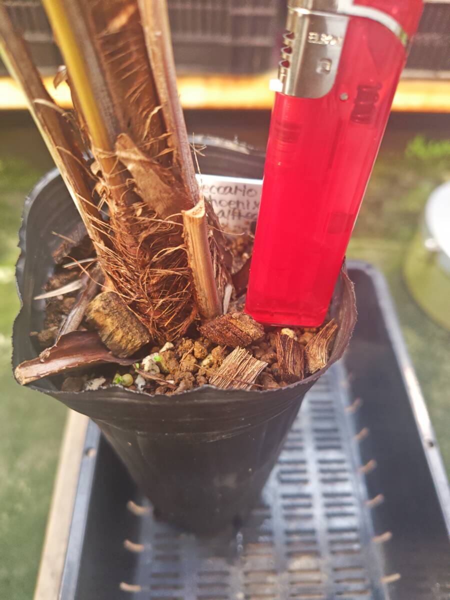  Hokkaido, Okinawa, кроме отдаленных островов [ включая доставку ]Beccariophoenix alfredii High Plateau Coconut Palm / здесь natsu cocos nucifera [ бесплатная доставка ]