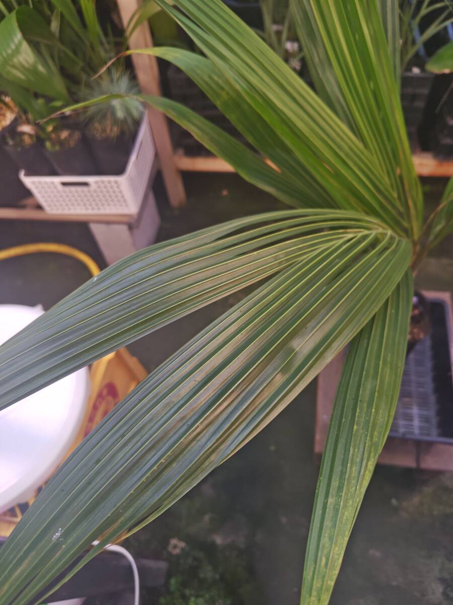  Hokkaido, Okinawa, кроме отдаленных островов [ включая доставку ]Beccariophoenix alfredii High Plateau Coconut Palm / здесь natsu cocos nucifera [ бесплатная доставка ]