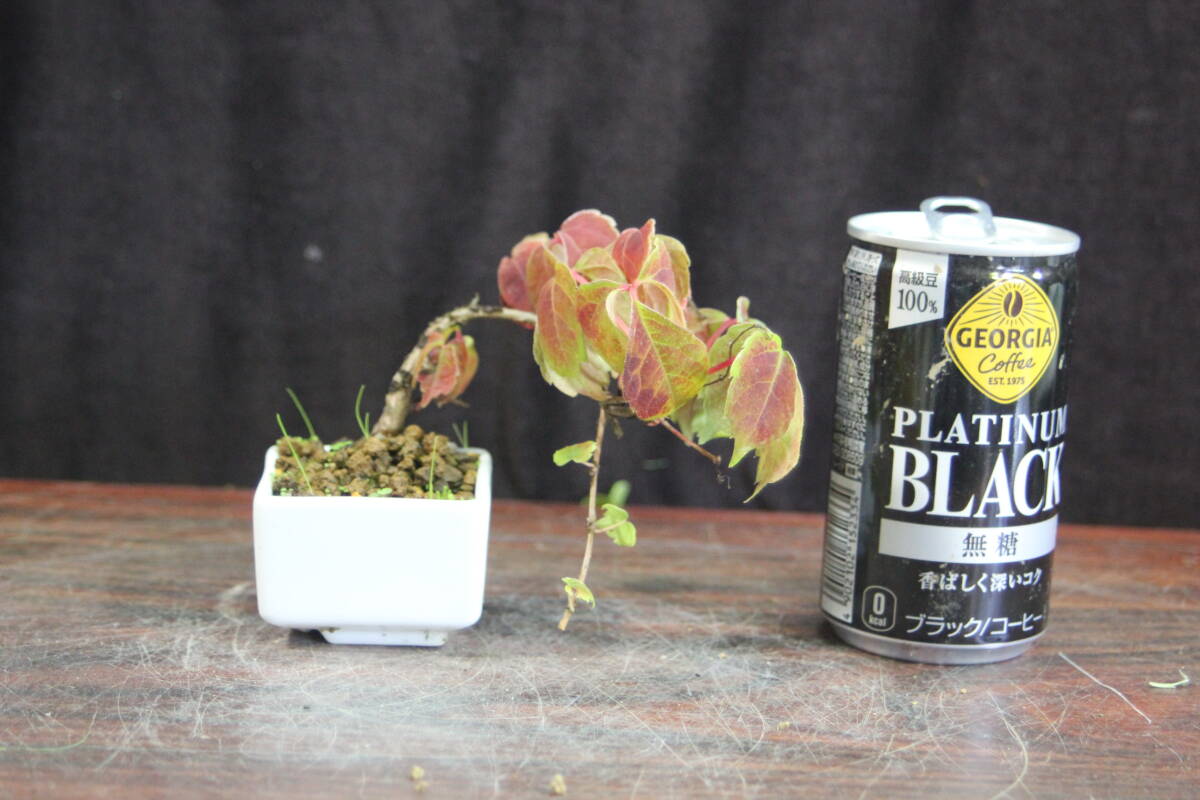 蔦 ミニ 201 今年は ツタの出来が良くありません_画像1