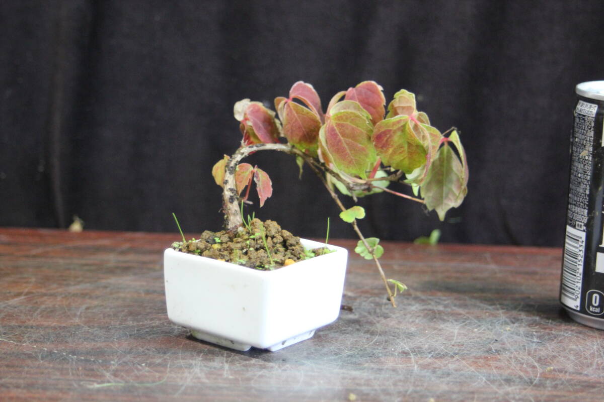 蔦 ミニ 201 今年は ツタの出来が良くありません_画像2