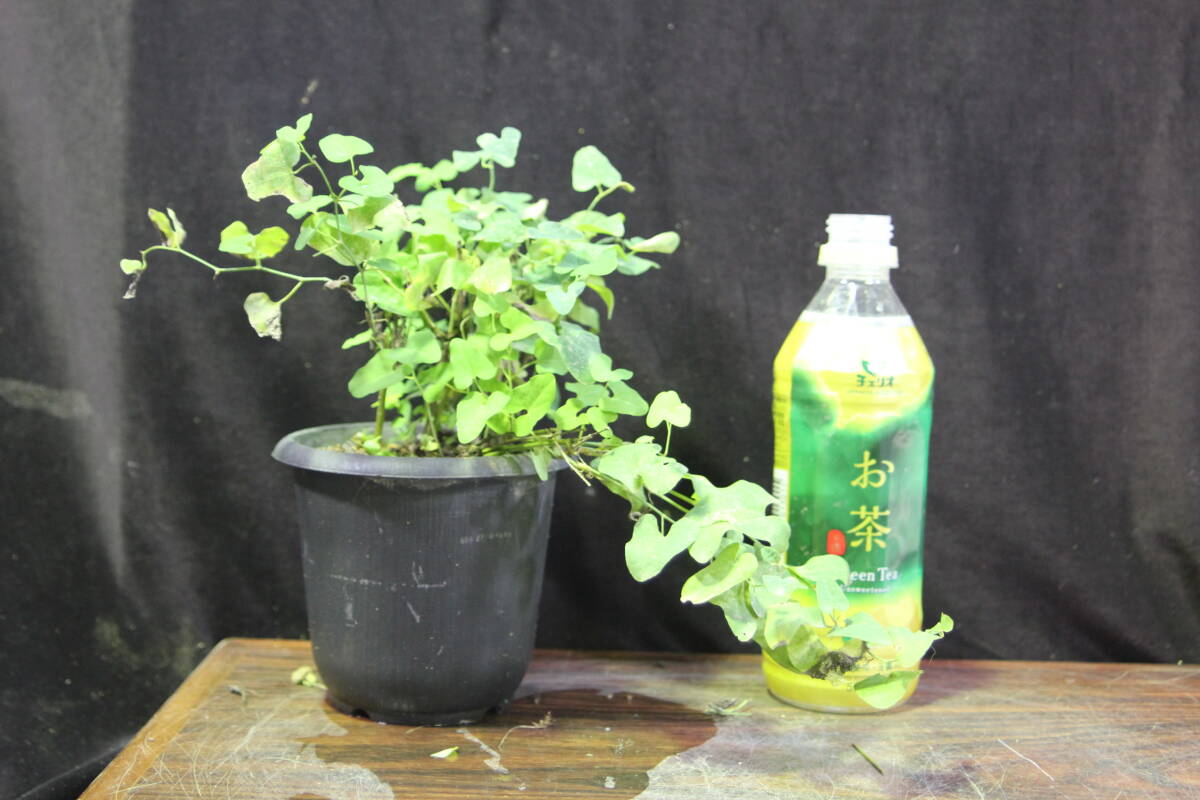 ウマノスズクサ 草本 1センチくらいのものが複数本 草本ですので 冬は地上部が枯れます_画像1