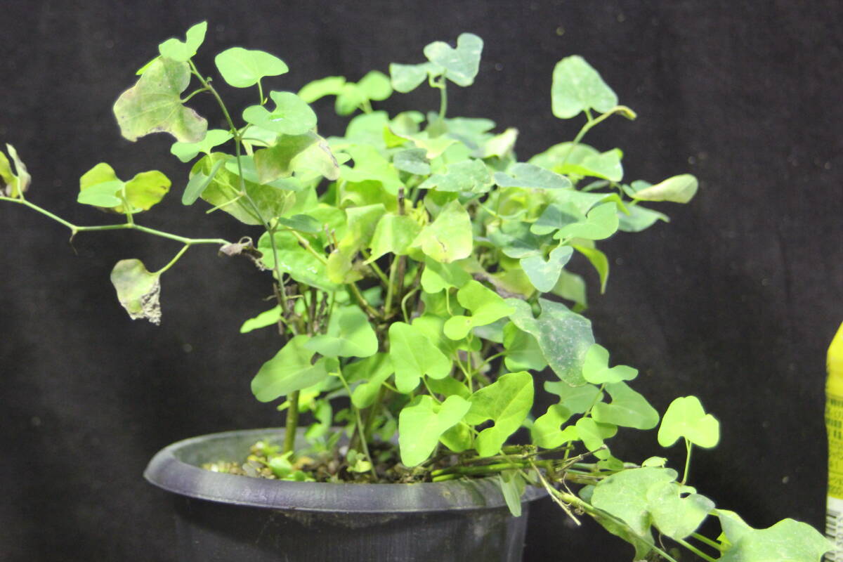 ウマノスズクサ 草本 1センチくらいのものが複数本 草本ですので 冬は地上部が枯れます_画像2