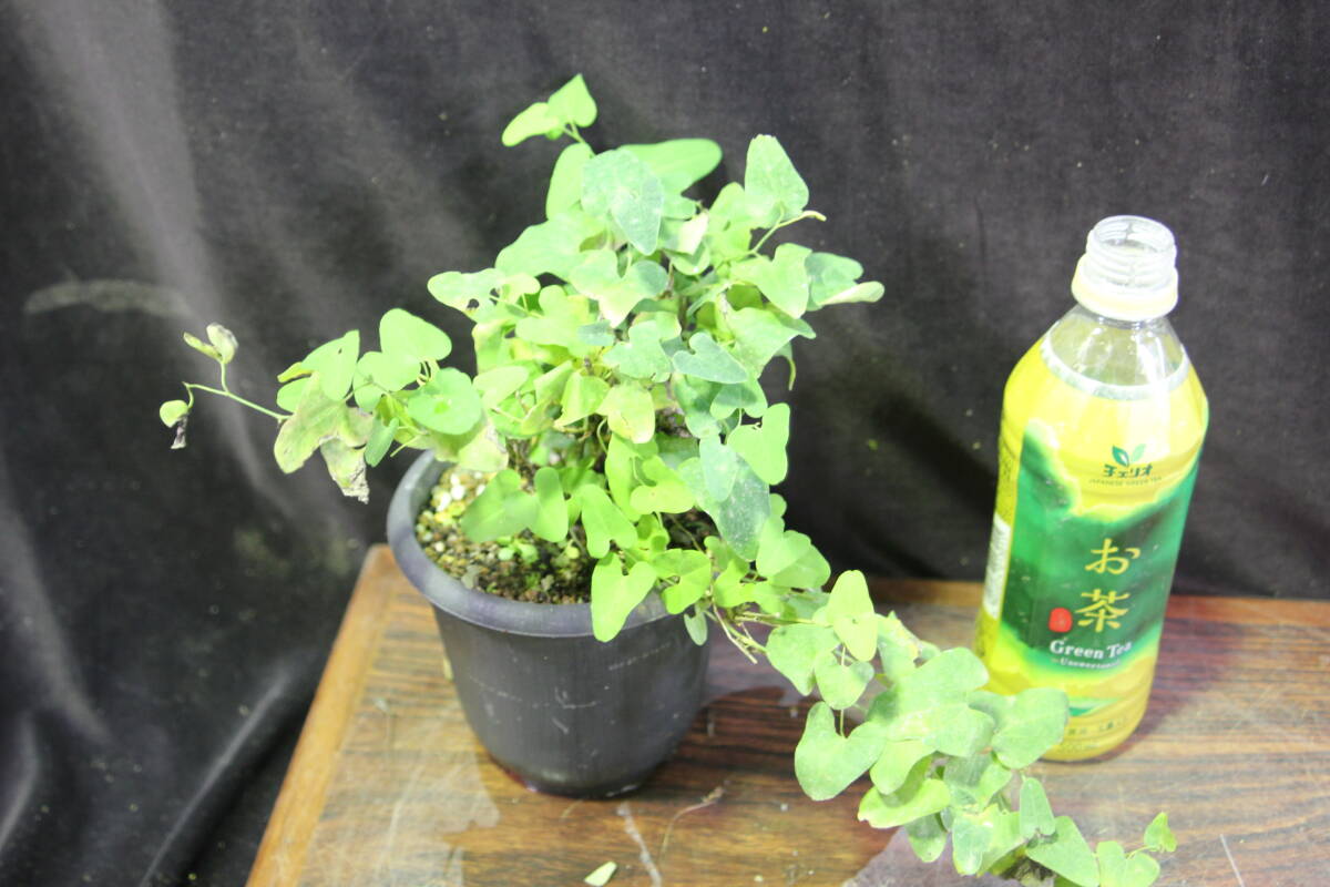 ウマノスズクサ 草本 1センチくらいのものが複数本 草本ですので 冬は地上部が枯れます_画像3