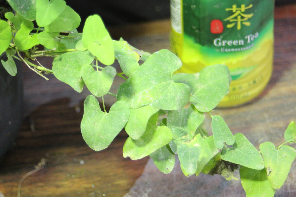 ウマノスズクサ 草本 1センチくらいのものが複数本 草本ですので 冬は地上部が枯れます_画像4