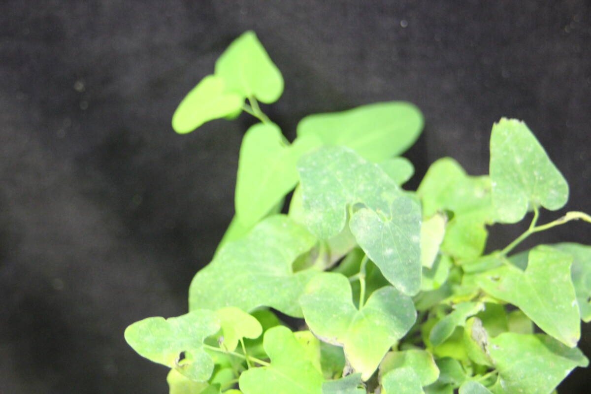 ウマノスズクサ 草本 1センチくらいのものが複数本 草本ですので 冬は地上部が枯れます_画像5