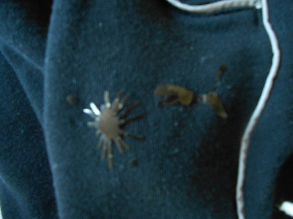 PUMA プーマ　スエット テーパードパンツ 黒_画像7