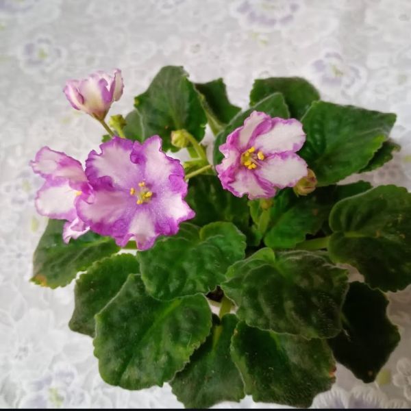 セントポーリア　コロニアルウェルスクリークsp.　普通種　キメラ種　小株_画像1