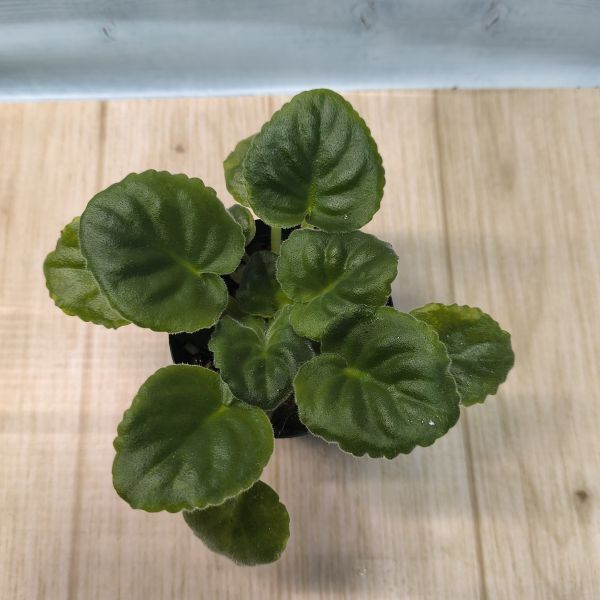 セントポーリア　コロニアルウェルスクリークsp.　普通種　キメラ種　小株_画像2