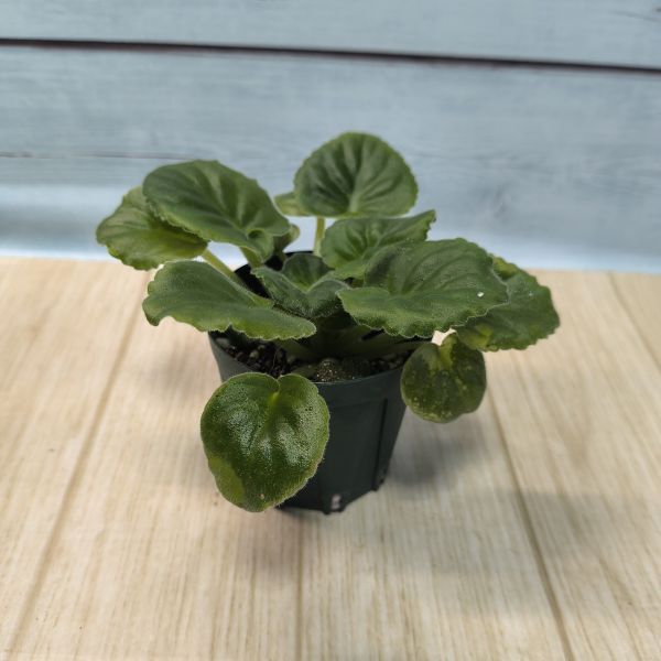 セントポーリア　コロニアルウェルスクリークsp.　普通種　キメラ種　小株_画像3