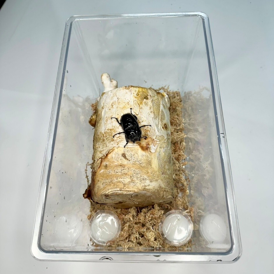 レイシ産卵棒★直径は約直径11cm長さ14ｃｍ タランドゥス・オウゴン等の産卵に最適!_画像2