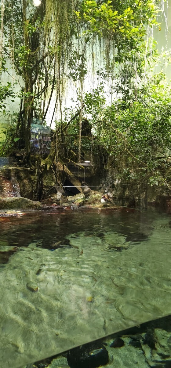 1円～　即決　送料　無料　相互評価　匿名　配送　フリーの素材　自然 フリー画像　_画像1