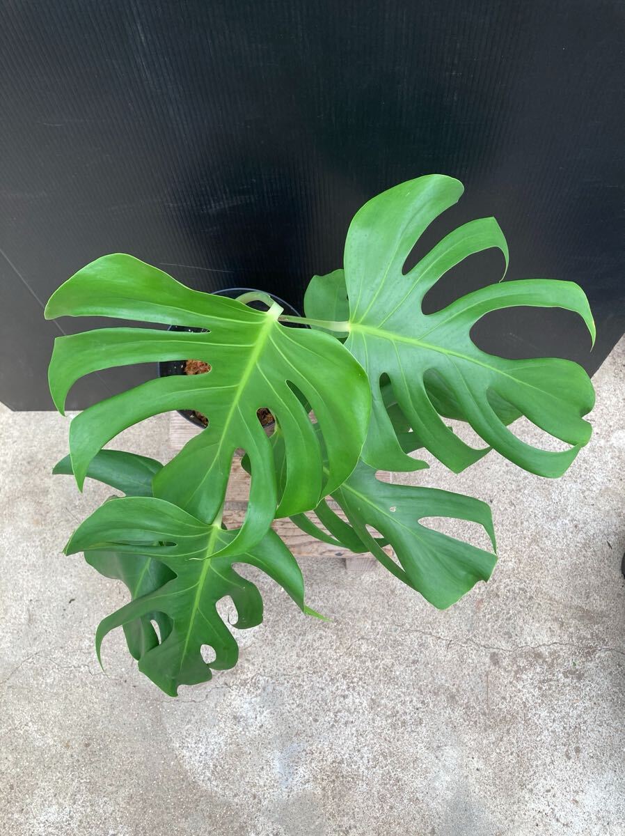 モンステラ デリシオサ シエラーナ ★ Monstera Deliciosa Var.Sierrana ★ サトイモ科_画像3