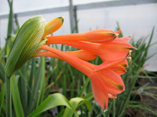 クリナンサス・バリエガタ　Clinanthus variegatum 分球苗_画像2