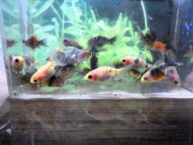 東錦(ニハシアズマ)の仔魚 4～5ｃｍ 10匹セット(浜松 二橋養魚場から直送) 25-04-10-6_画像3