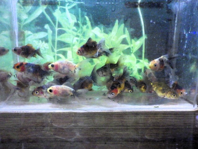 東錦(ニハシアズマ)の仔魚 4～5ｃｍ 10匹セット(浜松 二橋養魚場から直送) 25-04-10-6_画像4