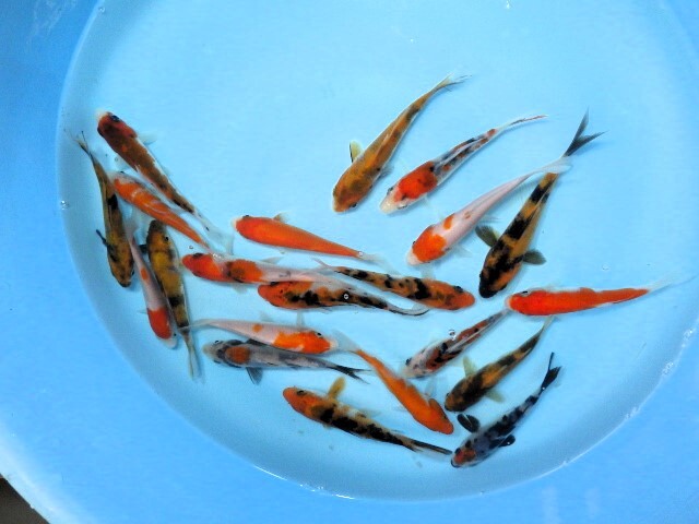 錦鯉色ものミックス（静岡県産）8～13ｃｍ　5匹セット・11_画像2