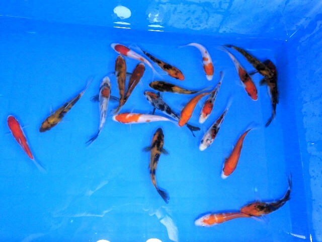 錦鯉色ものミックス（静岡県産）8～13ｃｍ　5匹セット・11_画像3