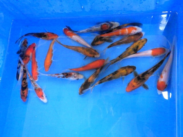 錦鯉色ものミックス（静岡県産）8～13ｃｍ　5匹セット・11_画像4