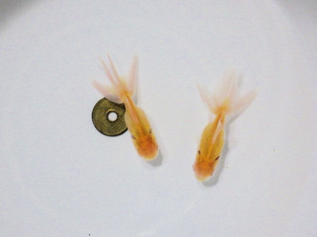 アルビノ東錦特選セット(浜松 二橋養魚場産 6.5ｃｍ2匹) 25＃04_画像1