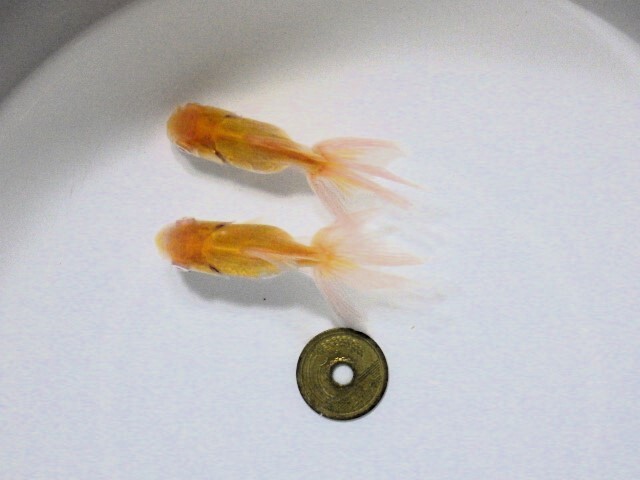 アルビノ東錦特選セット(浜松 二橋養魚場産 6.5ｃｍ2匹) 25＃04_画像2